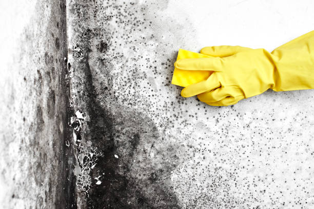 Best Commercial Mold Inspection  in Allendale, MI