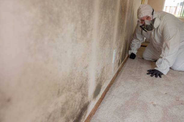 Best Water Damage & Mold Remediation  in Allendale, MI
